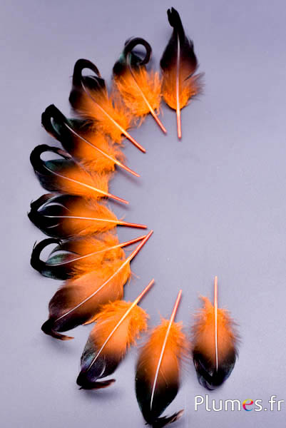 Canard boucles - 6-9 cm - orange